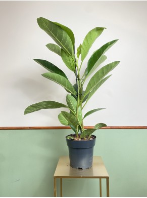 Ficus beng. Roy (fikus)