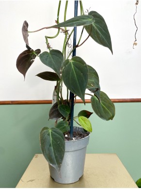 Philodendron Scandens Micans...