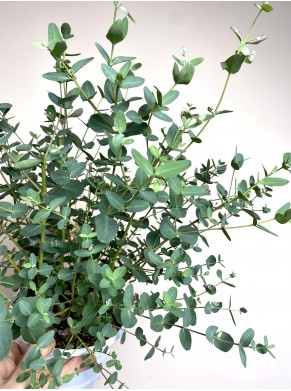 Eucalyptus Gunni (eukaliptus)