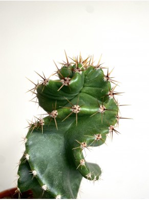 Cereus kaktus