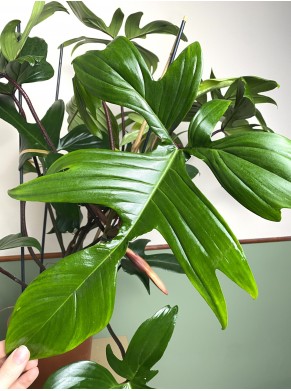 Philodendron Florida Green 80cm