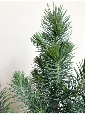 Pinus pinea Silver Crest (mała...