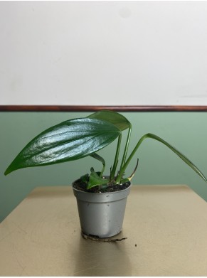 Philodendron Kyllin Tali