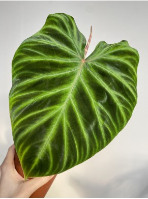 Philodendron Verrucosum filodendron