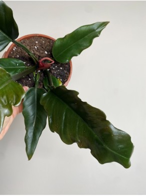 Philodendron Saw