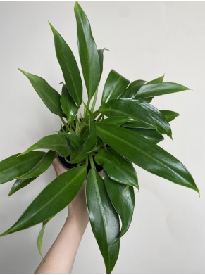 Philodendron little phil