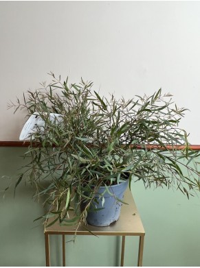 Eukaliptus Pulchella