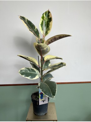 Ficus Tineke Duży