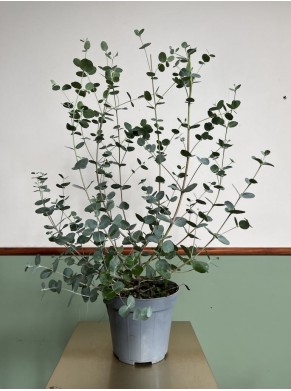 Eukaliptus Gunni Mały