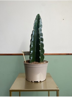 Cactus Cuddly Duży