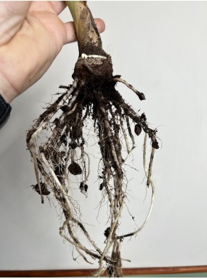 Bulwa- Alocasia Macrorrhiza