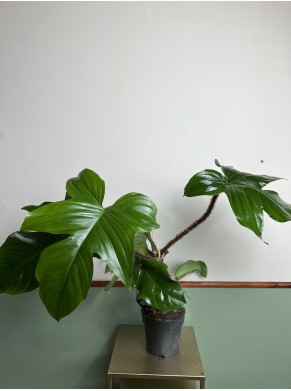 Philodendron squaniferum (duży)
