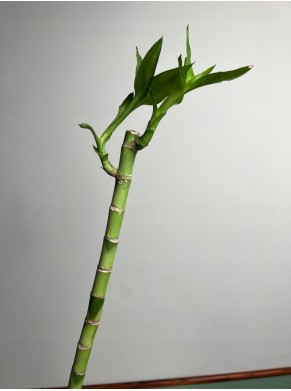Lucky Bamboo 70 cm