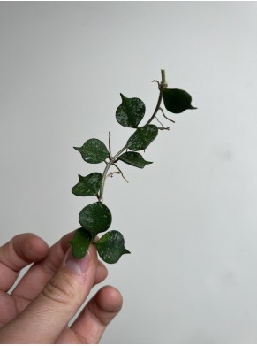 Hoya Curtisii| Sadzonka Rośliny