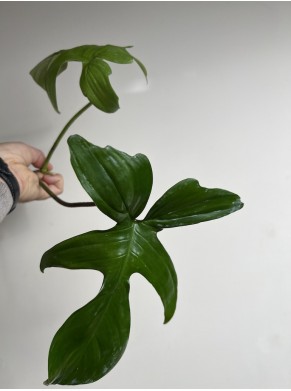 Philodendron Florida...