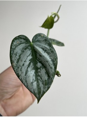 Philodendron...