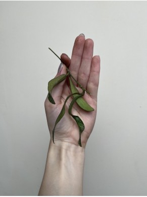 Hoya Sigitalis |Sadzonka Rośliny