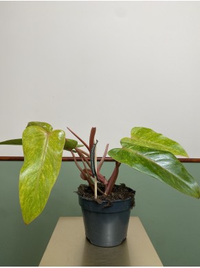 Philodendron Painted Lady |...
