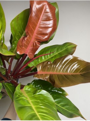 Philodendron Prince of Orange,...