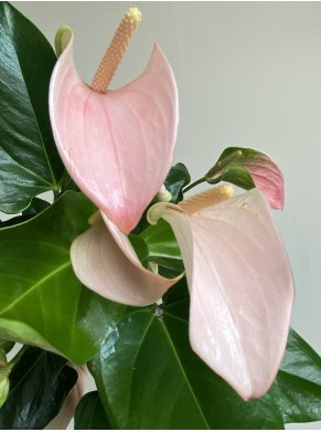 Walentynkowe Anthurium różowe