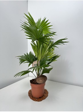 Livistona rotundifolia|Liwistona...