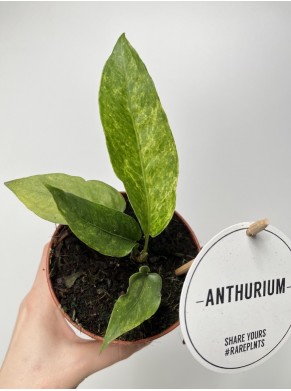 Anthurium Hookeri variegata