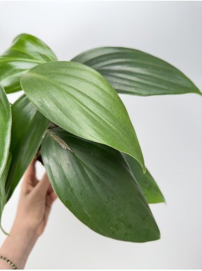 Philodendron Kyllin Tali