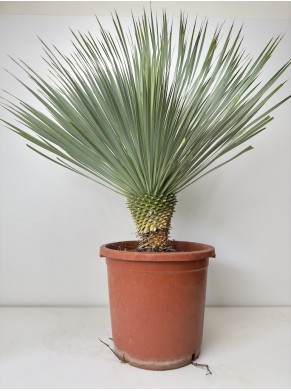 Yucca (Juka) Rostrata XL