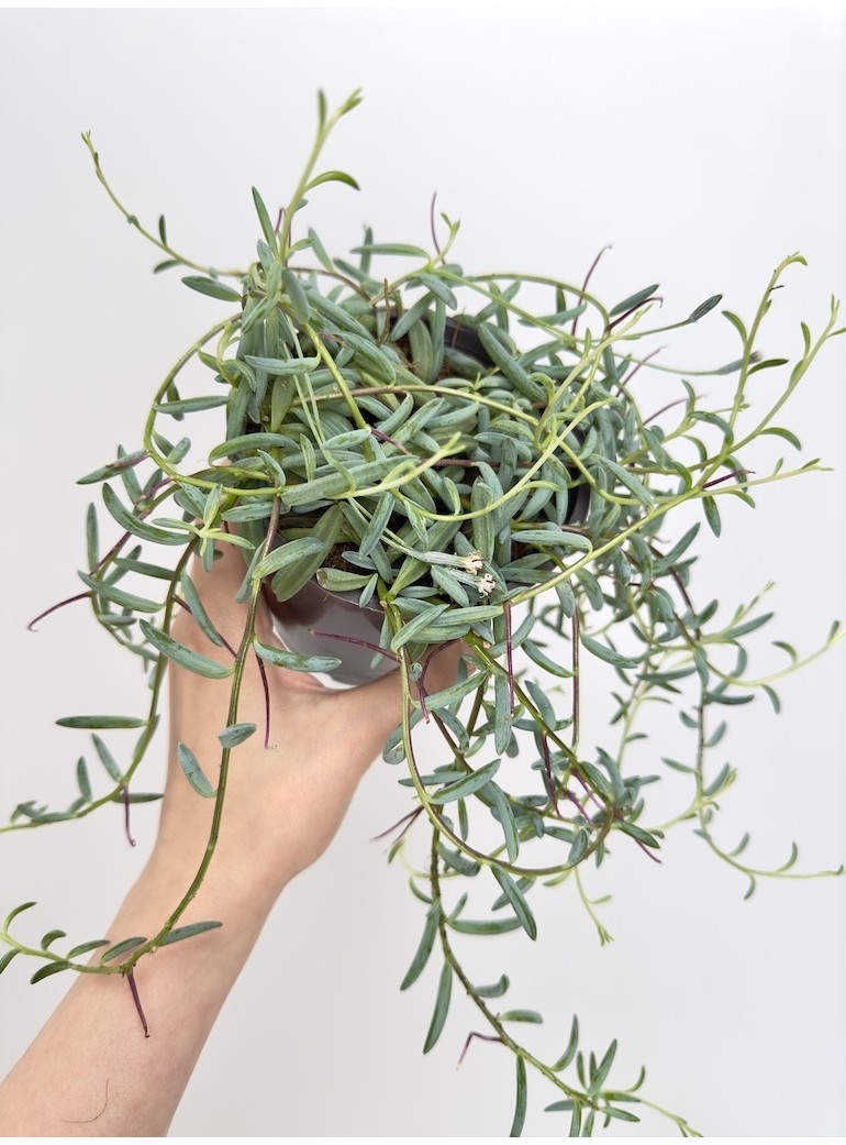 Fresh Olive Leaf Garland