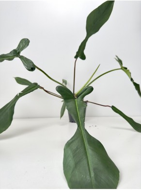 PHILODENDRON JOEPII