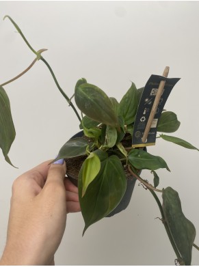 Philodendron scandens micans...