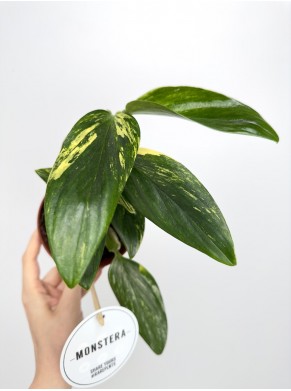 Philodendron Cobra Yellow