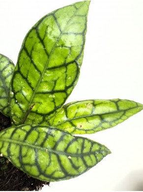 Hoya Callistophylla -...