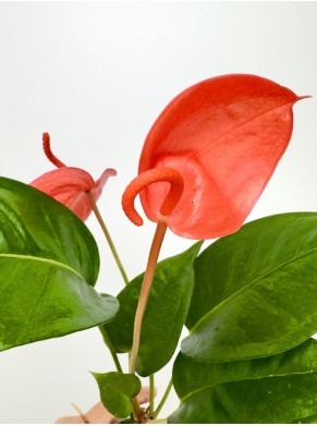 Anthurium Scherzerianum Czerwone S
