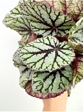 Begonia "Fedor"