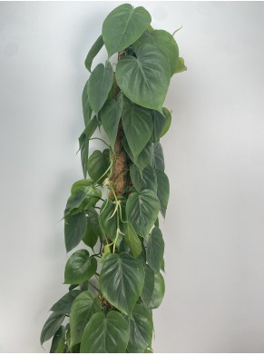 Philodendron scandens Zielony na...