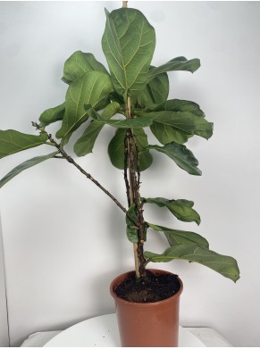 Ficus lyrata Dębolistny | Adopcja