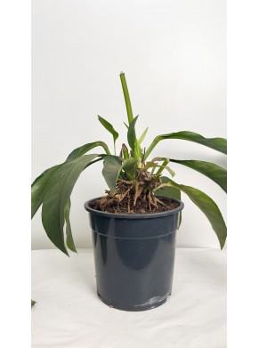 Anthurium Jungle Bush XL (Adopcja)