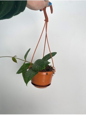 Hoya Callistophylla -...
