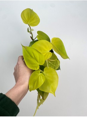 Philodendron Lime