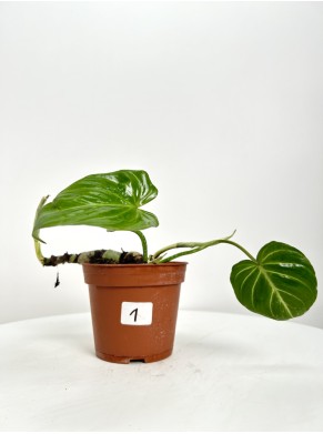 Philodendron  (do adopcji) nr 27