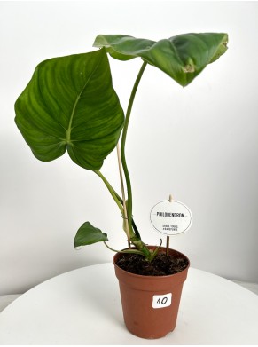 Philodendron Pastazanum (adopcja)