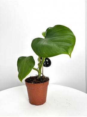 Philodendron  | Adopcja
