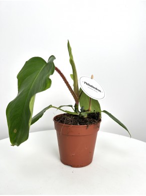 Philodendron   do adopcji