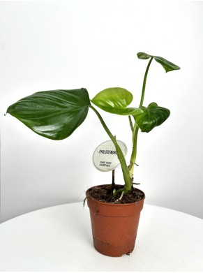 Philodendron (do adopcji)