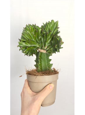 Euphorbia lactea Cristata | zielona