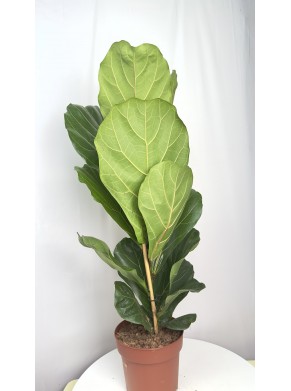 Ficus Lyrata dębolistny (fikus)