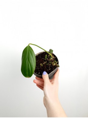 Philodendron Kyling thail (do...