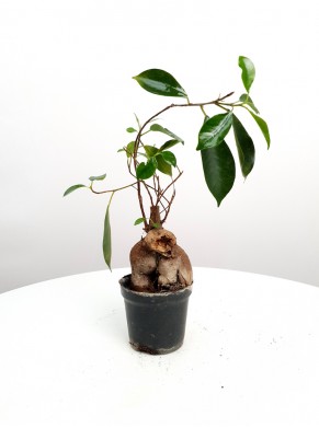 Ficus | Adopcja