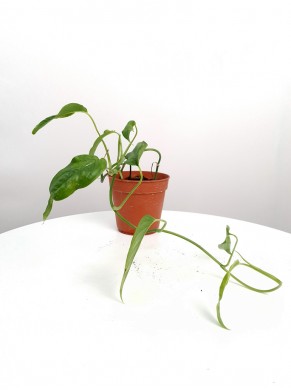 Philodendron  (do adopcji)